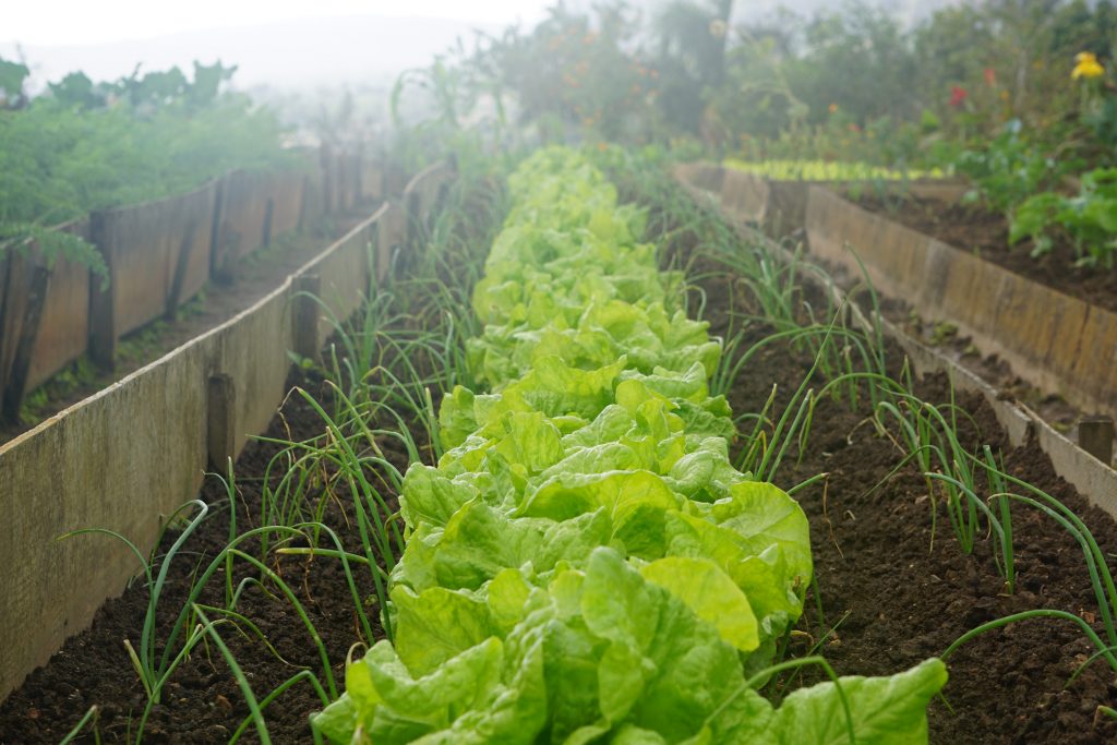 Un grand potager avec des salades