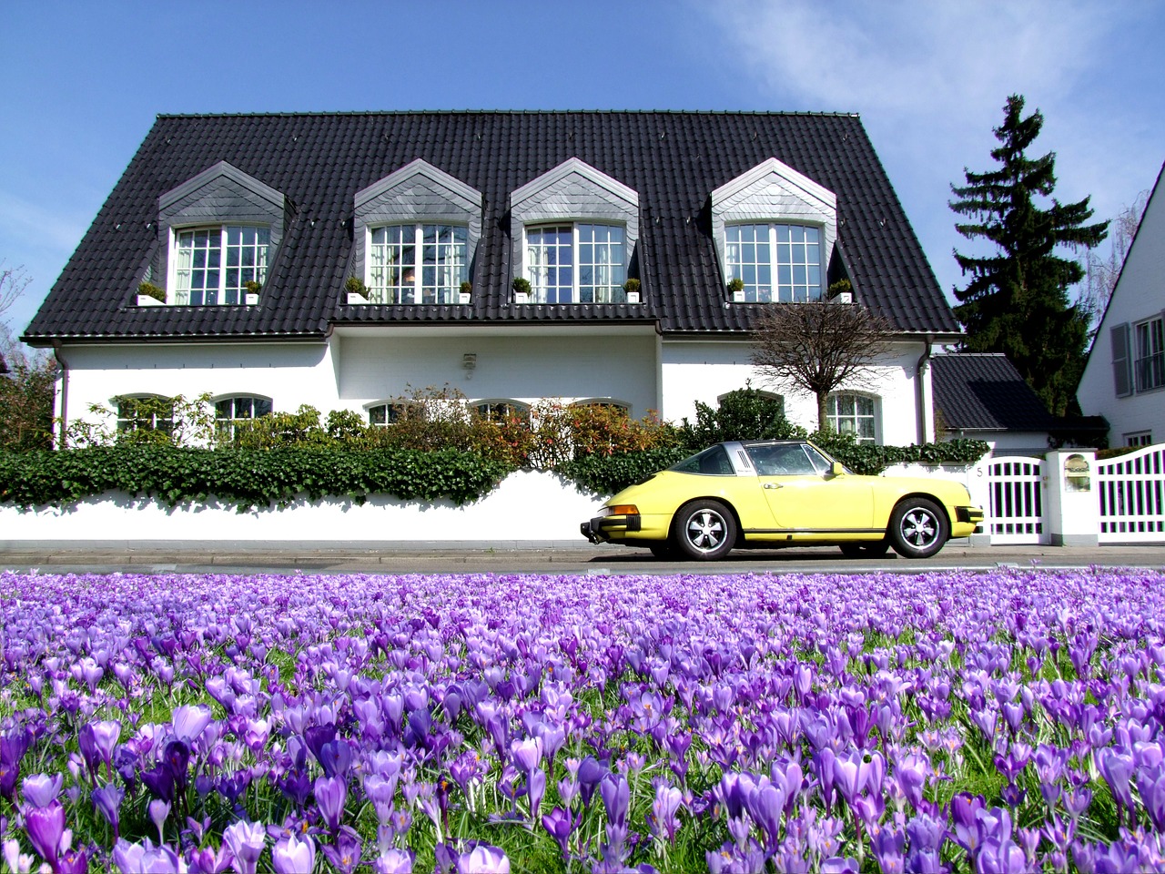 champ de fleurs violettes devant une grande maison